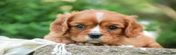 Cavalier King Charles Spaniel dogs for sale: Grace Cavalier King Charles Spaniel  - Ad 5