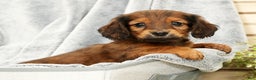Miniature Dachshund dogs for sale: Teddy - Ad 6