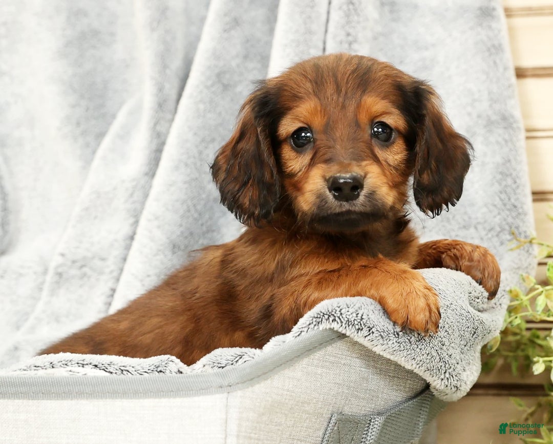 Miniature Dachshund dogs for sale: Teddy - Ad 6