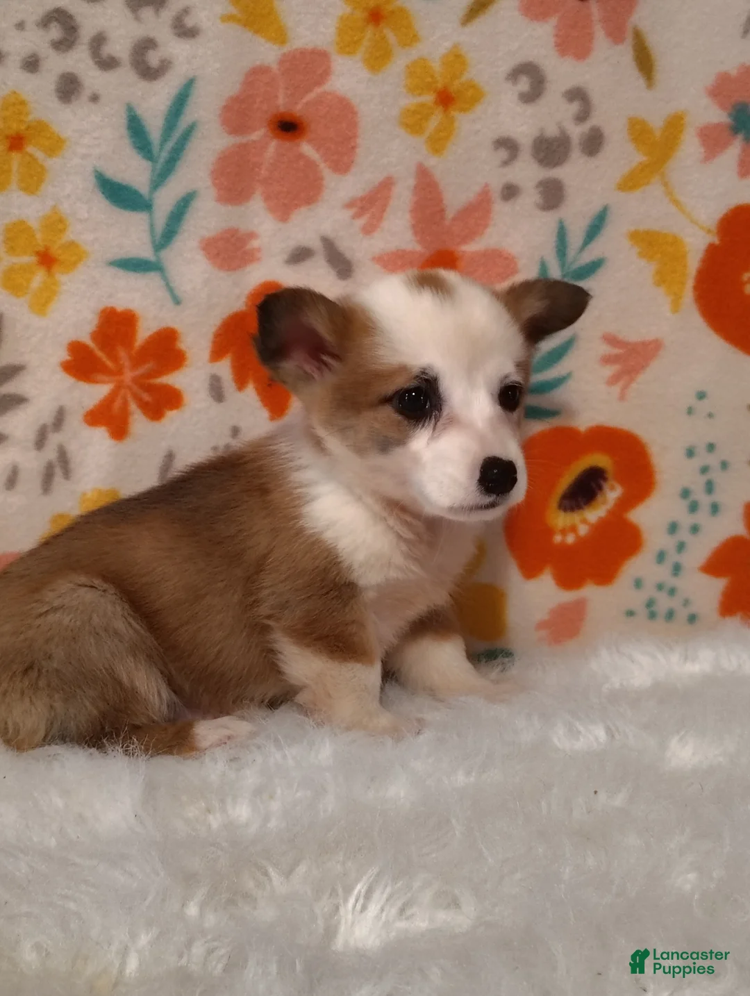 Welsh Corgi Pembroke dogs for sale: Jack - Ad 1