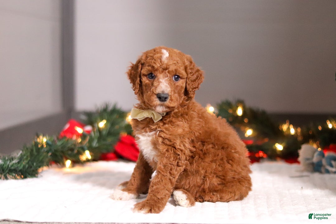 Standard Poodle dogs for sale: Bluey - Ad 1