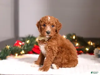 Standard Poodle dogs Bluey - Ad 42