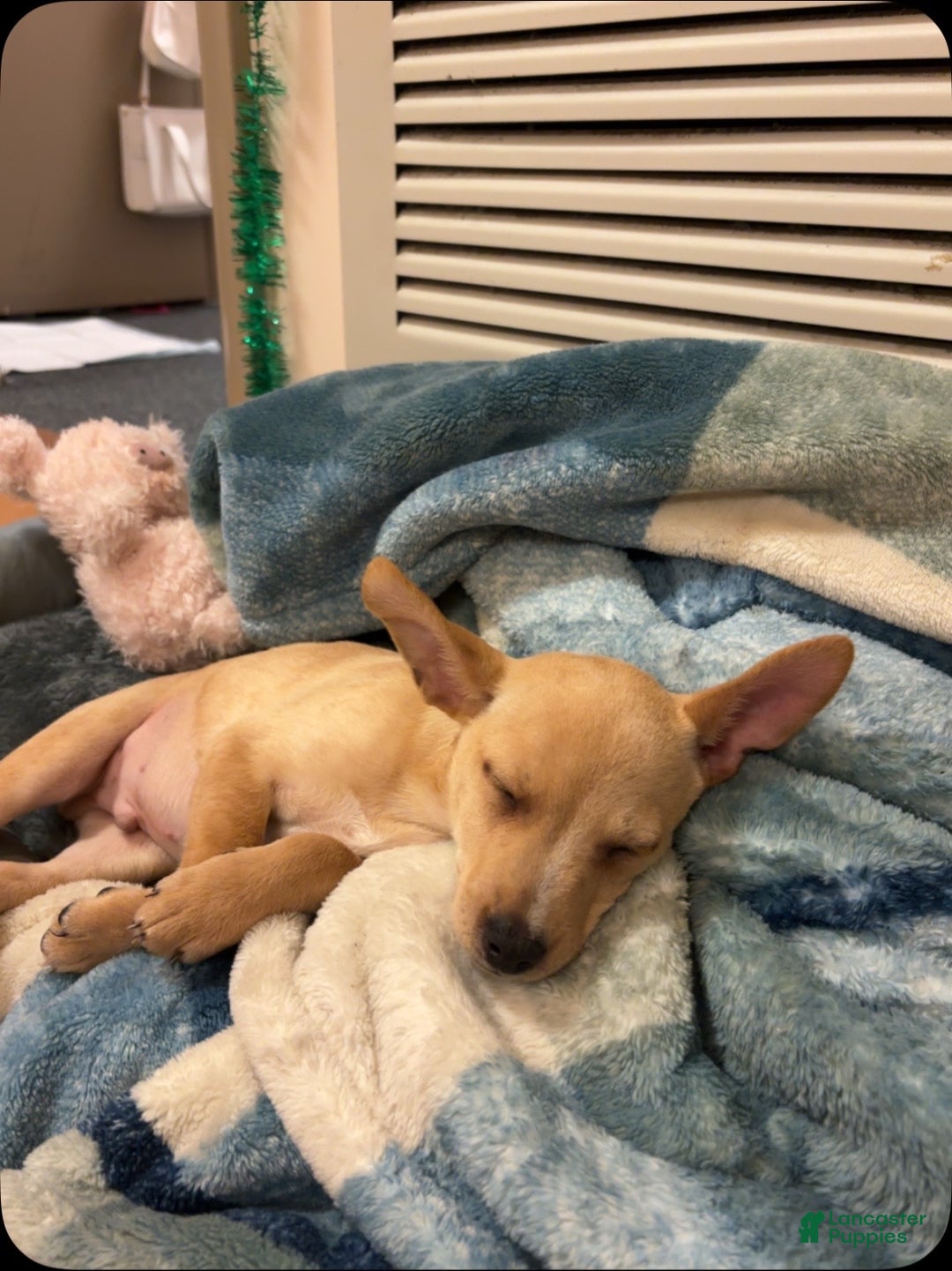 Mixed Breed dogs for sale: Cooper - Ad 3