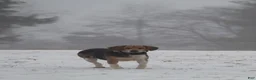 Puggle dogs for sale: Cherokee - Ad 8