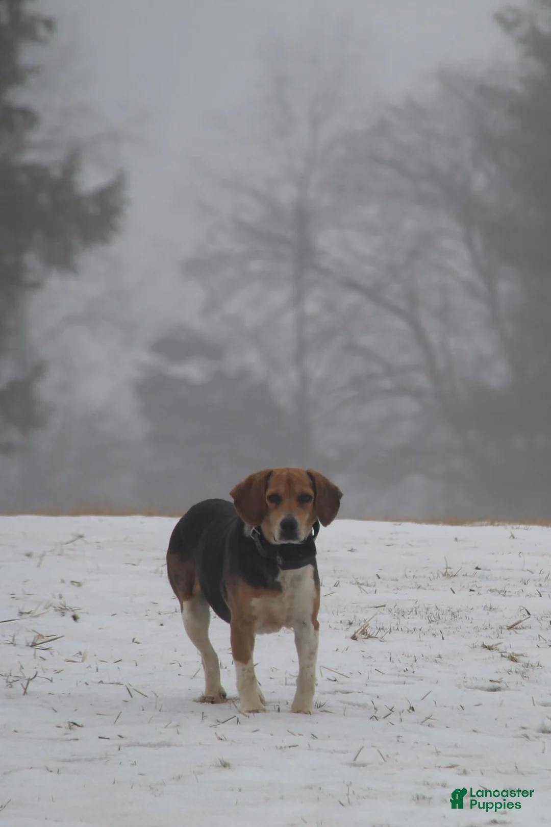 Puggle dogs for sale: Cherokee - Ad 8
