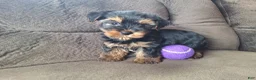 Yorkshire Terrier dogs for sale: Acer - Ad 1