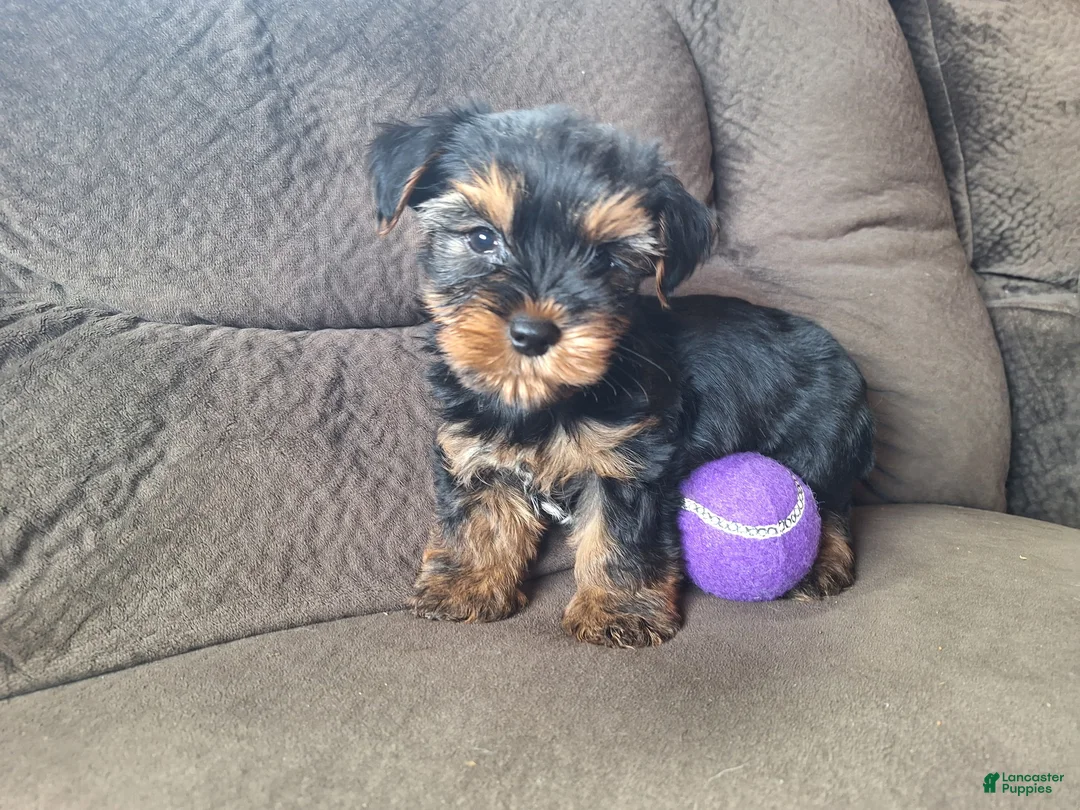 Yorkshire Terrier dogs for sale: Acer - Ad 1