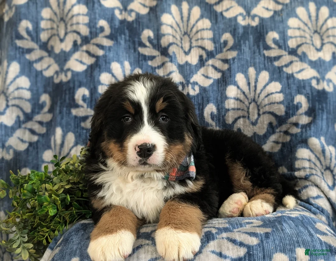 Bernese Mountain Dog dogs for sale: Donovan - Ad 6