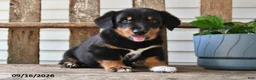 Mixed Breed dogs for sale: Aster - Ad 5