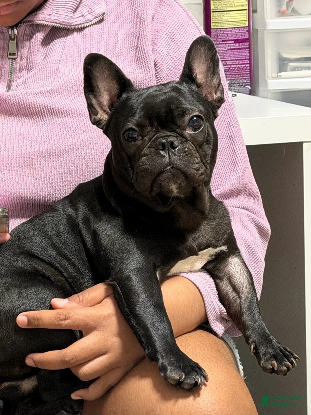 French Bulldog dogs for sale: Coco - Ad 2