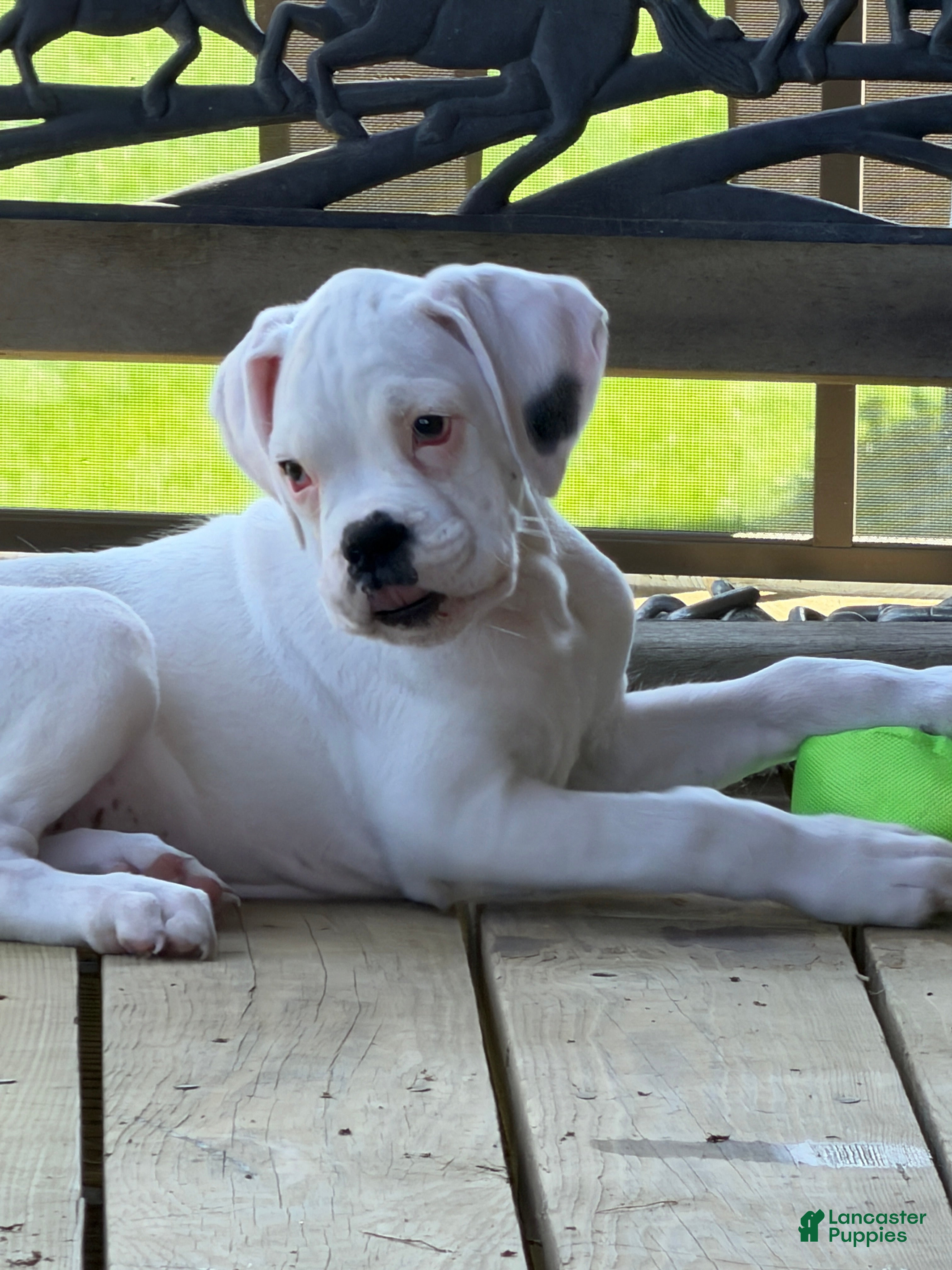 Boxer dogs STORM - Ad 1