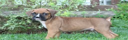 Boxer dogs for sale: Dexter - Ad 3