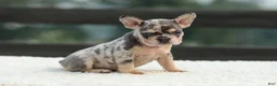 French Bulldog dogs for sale: Issy - Ad 12