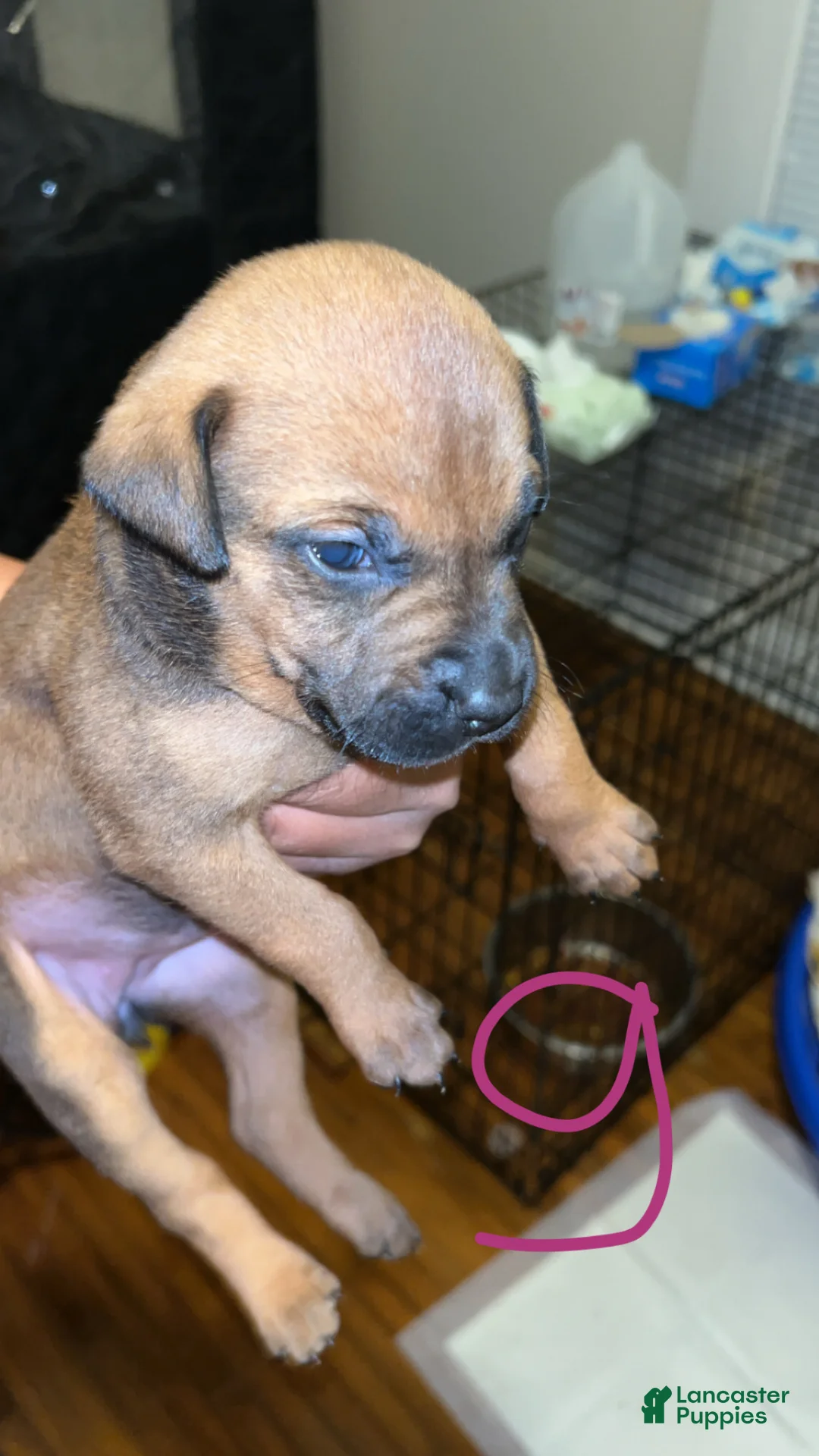 Mixed Breed dogs for sale: Mixed Breed Puppy 1 - Ad 1