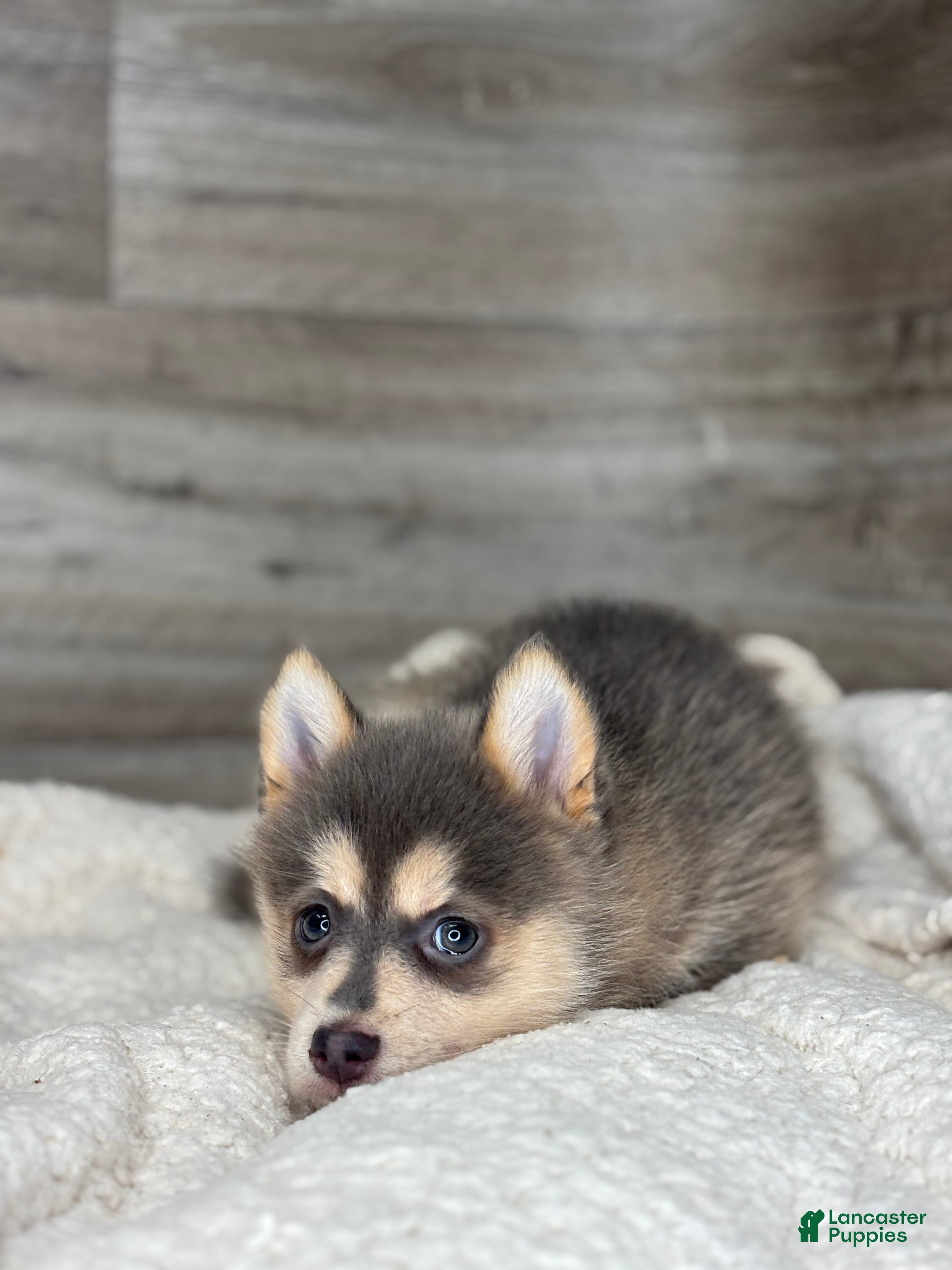 Pomsky dogs Pearl - Ad 2