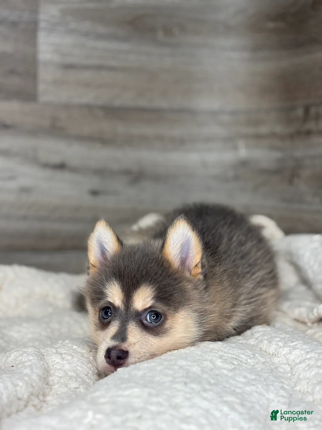 Pomsky dogs for sale: Pearl - Ad 2