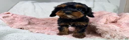 Cavapoo dogs for sale: Tootsie 🎀 - Ad 4