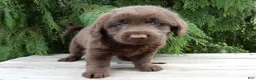 Labradoodle dogs for sale: Bailey  - Ad 2