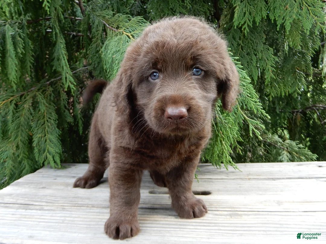 Labradoodle dogs for sale: Bailey  - Ad 2