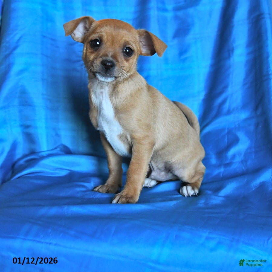 Chihuahua dogs Snickers - Ad 8