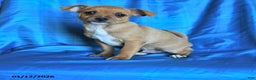 Chihuahua dogs for sale: Snickers - Ad 1