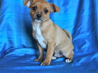 Chihuahua dogs Snickers - Ad 8