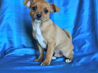 Chihuahua dogs Snickers - Ad 8