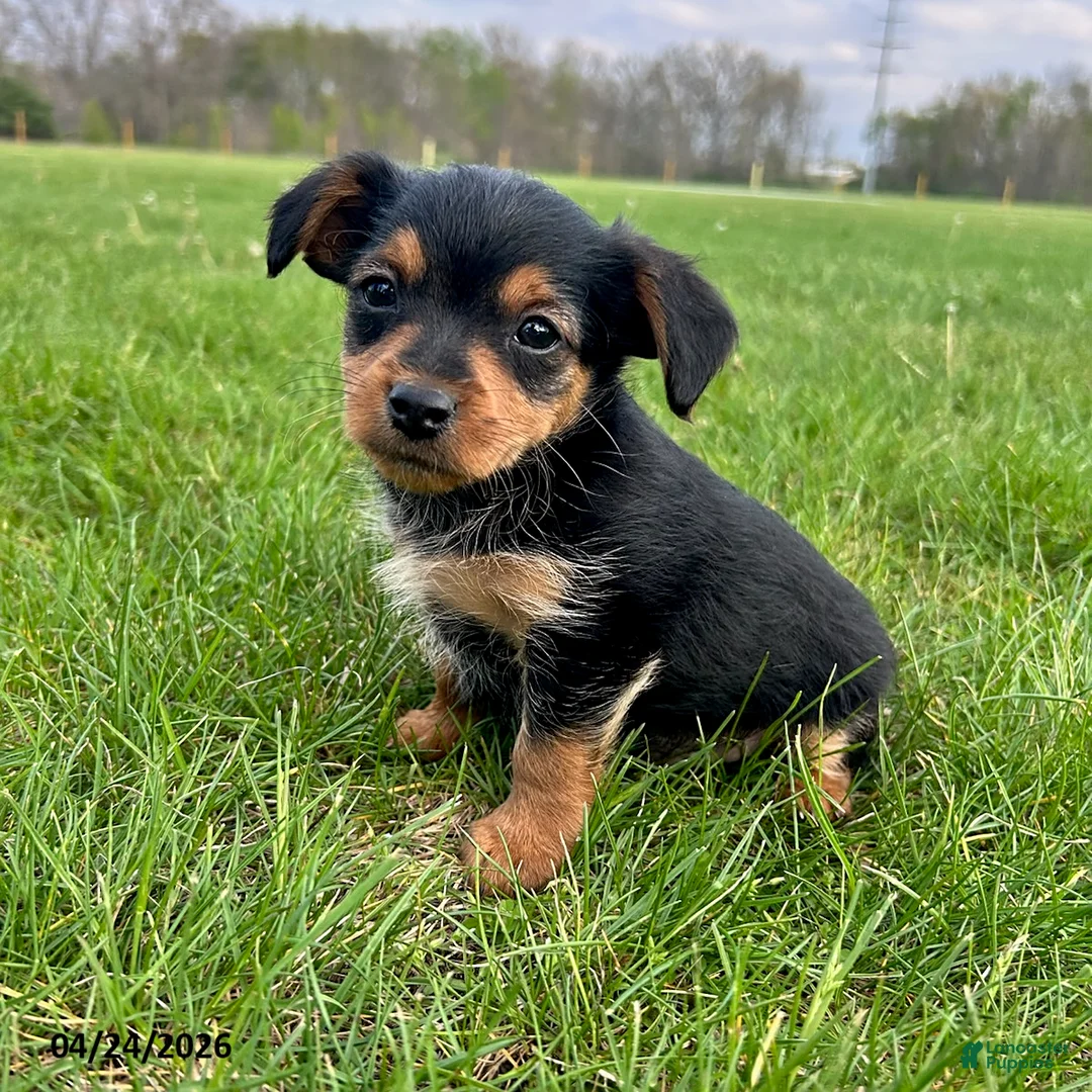 Yorkiepoo dogs for sale: Rocket - Ad 4