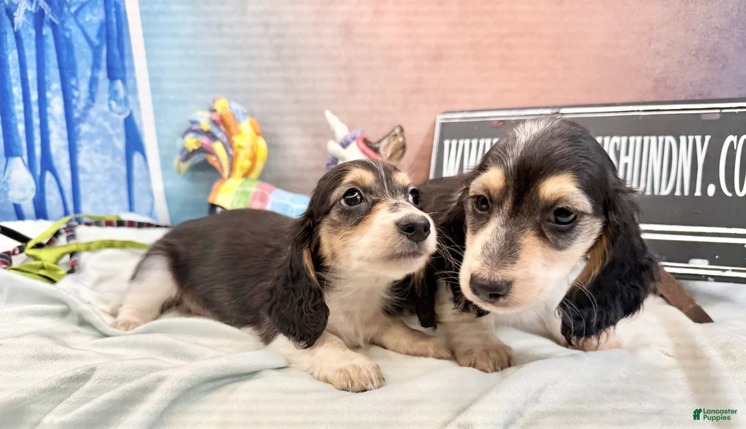 Miniature Dachshund dogs for sale: Russian/South African pies - Ad 2