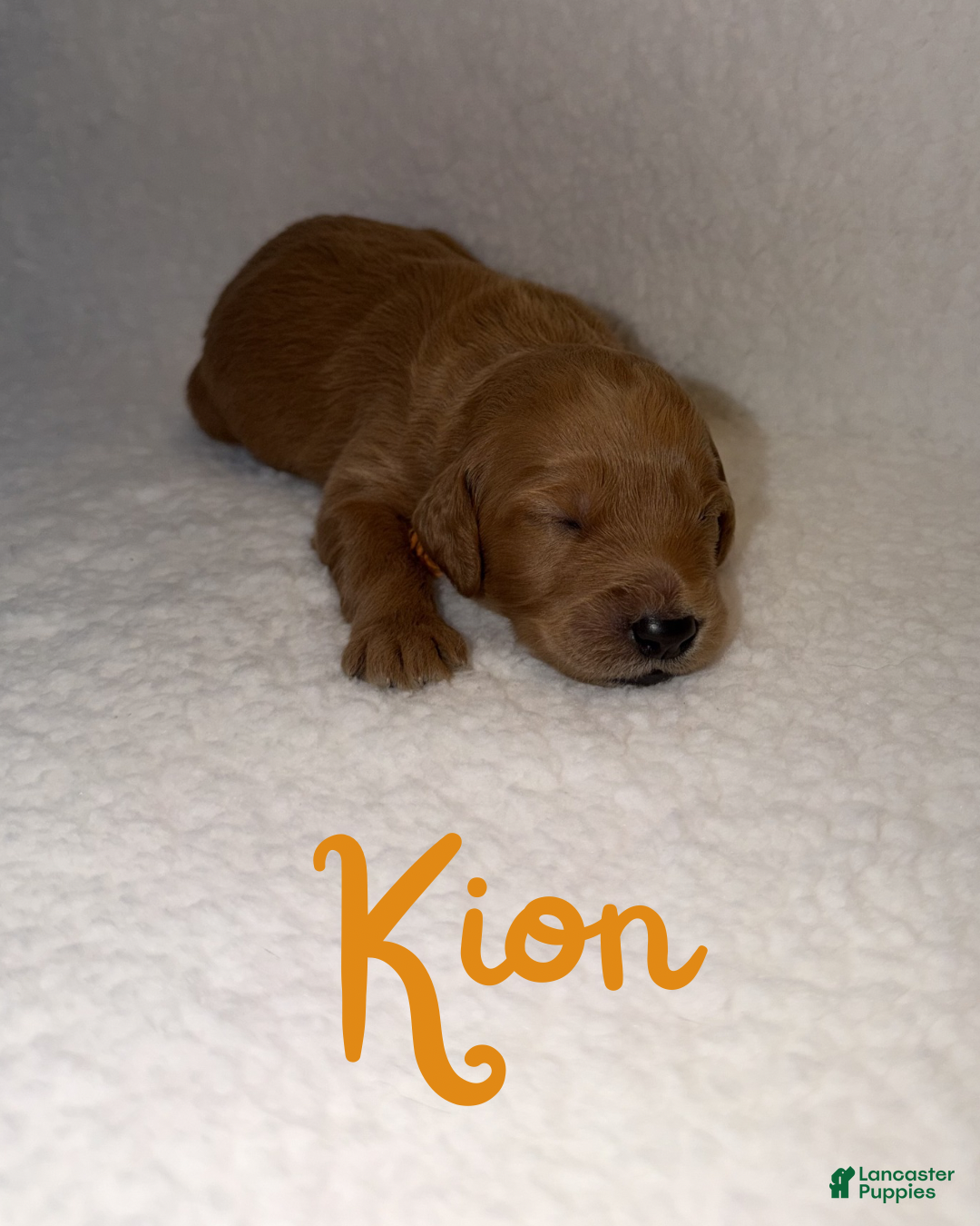 Goldendoodle dogs Kion - Ad 10