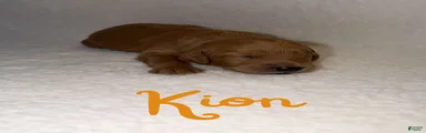 Kion