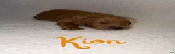 Goldendoodle dogs for sale: Kion - Ad 1