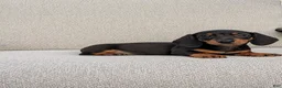 Miniature Dachshund dogs for sale: Freddie  - Ad 5