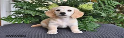 Miniature Dachshund dogs for sale: Pansy - Ad 4