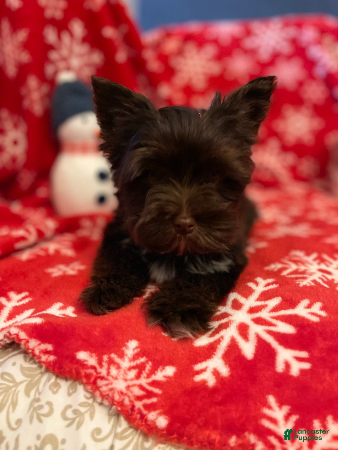 Yorkshire Terrier dogs for sale: KB Chocolate Yorkie - Ad 7