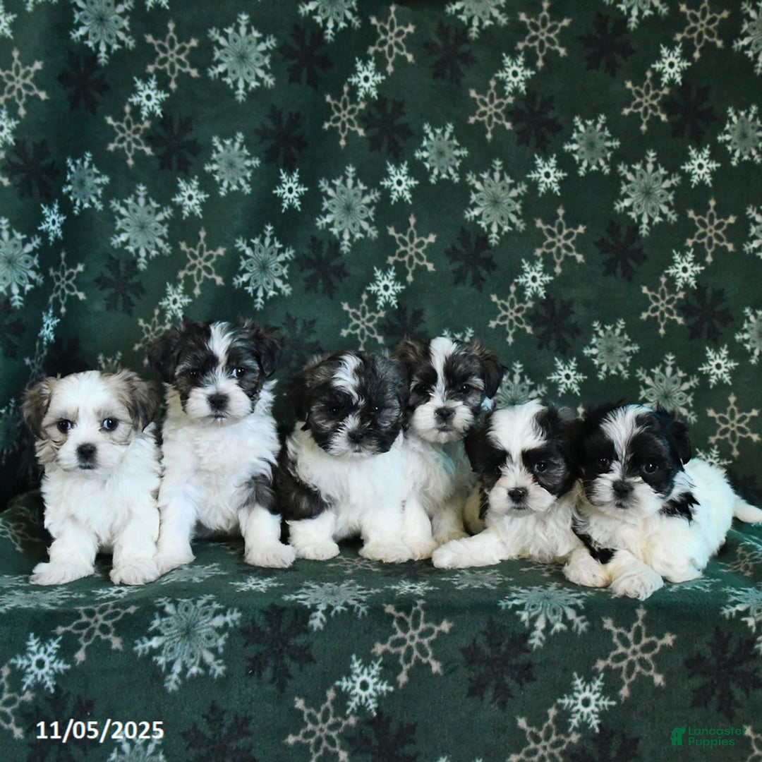 Malshi dogs for sale: Thunder - Ad 3