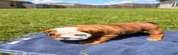English Bulldog dogs for sale: Chunky Monkey - Ad 9