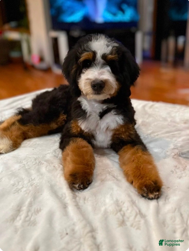 Mini Bernedoodle dogs Mini Bernedoodle Puppy 1 - Ad 4