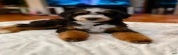 Mini Bernedoodle dogs for sale: Mini Bernedoodle Puppy 1 - Ad 1