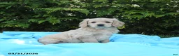 Miniature Golden Retriever dogs for sale: Lizzy - Ad 4