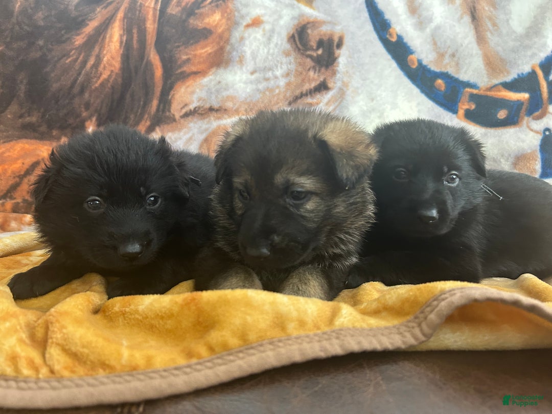 German Shepherd dogs for sale: Cody/ Willow Green - Ad 5
