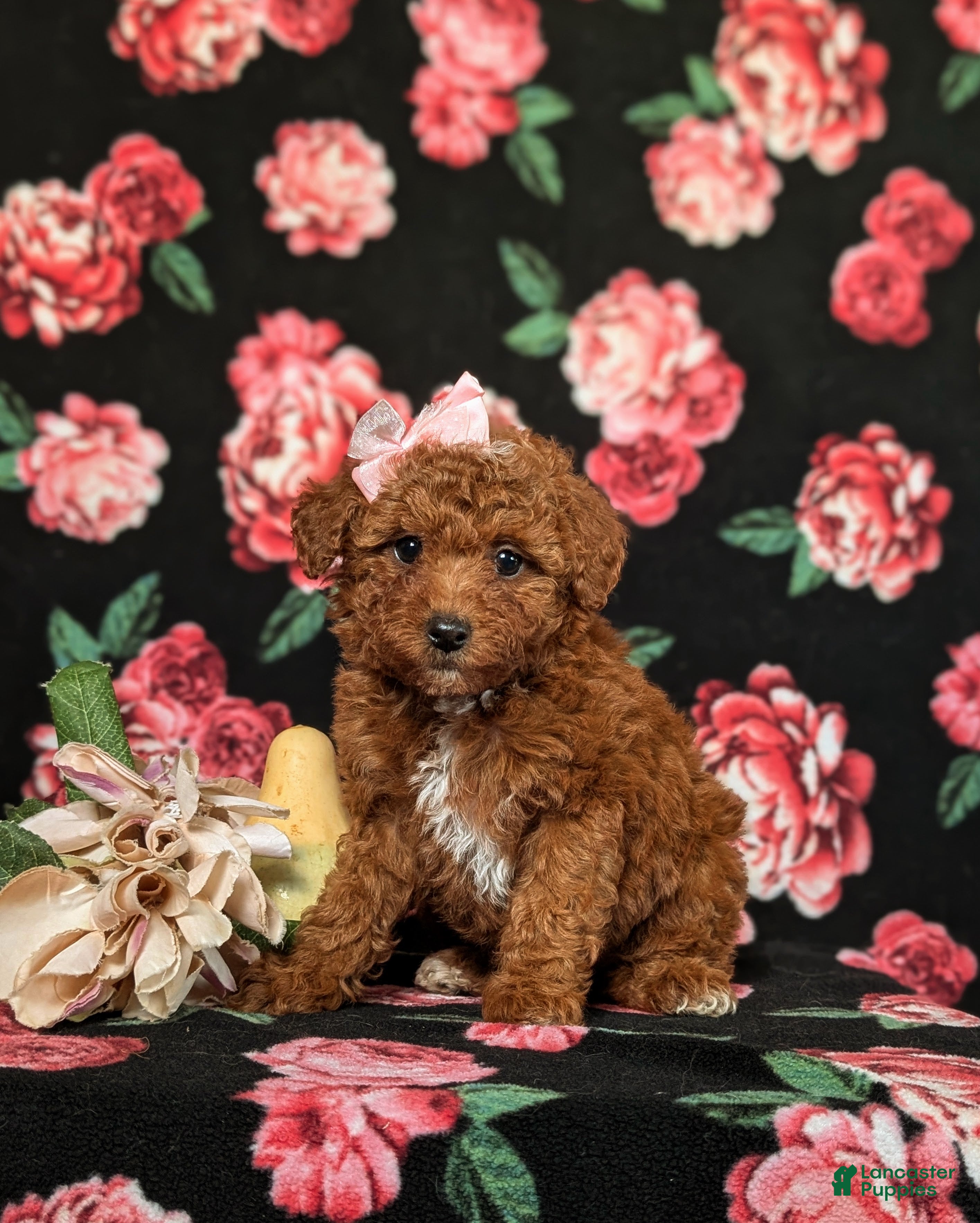 Toy Poodle dogs for sale: India - Ad 2