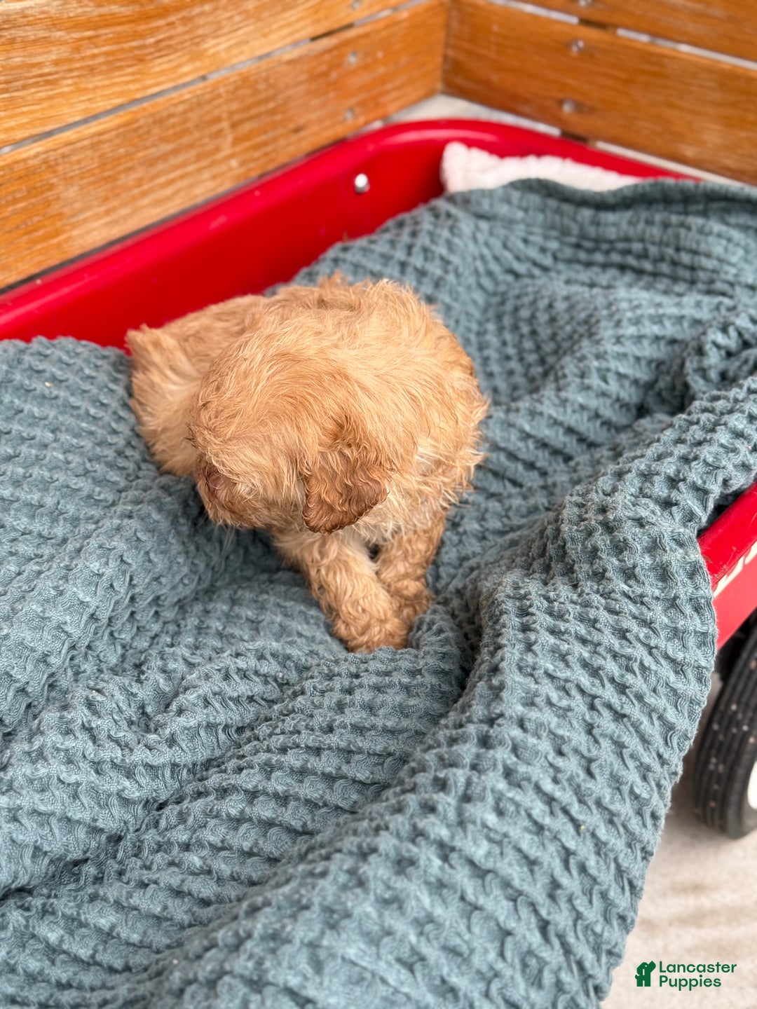 Cavapoo dogs for sale: Avalon - Ad 2