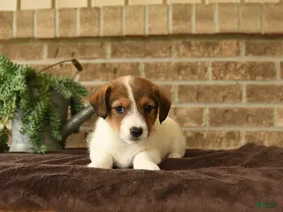 Jack Russell Terrier dogs for sale: Ralf - Ad 3