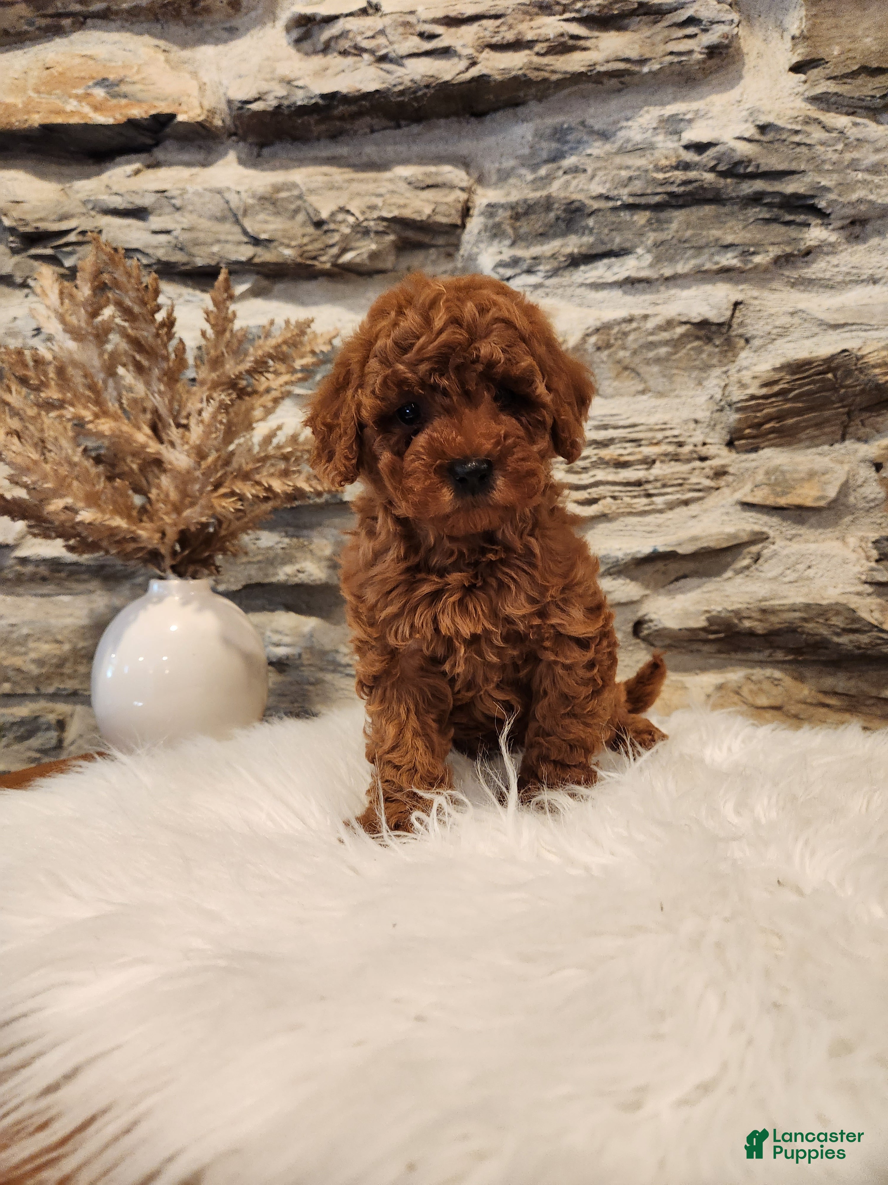 Mini Goldendoodle dogs BAILEY - Mini Goldendoodle Puppy 8 - Ad 1
