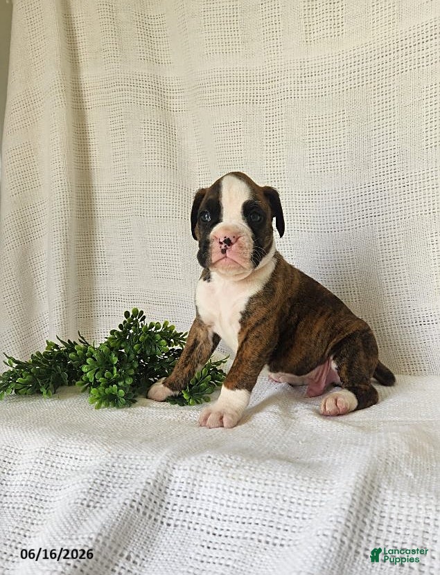 Boxer dogs Chance - Ad 2