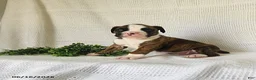 Boxer dogs for sale: Chance - Ad 2