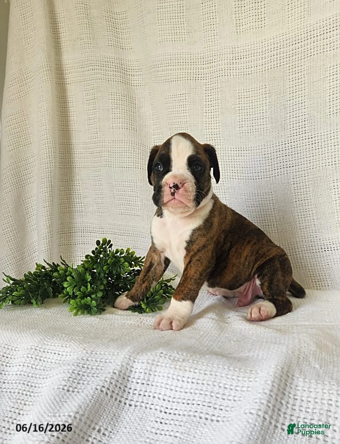 Boxer dogs for sale: Chance - Ad 2