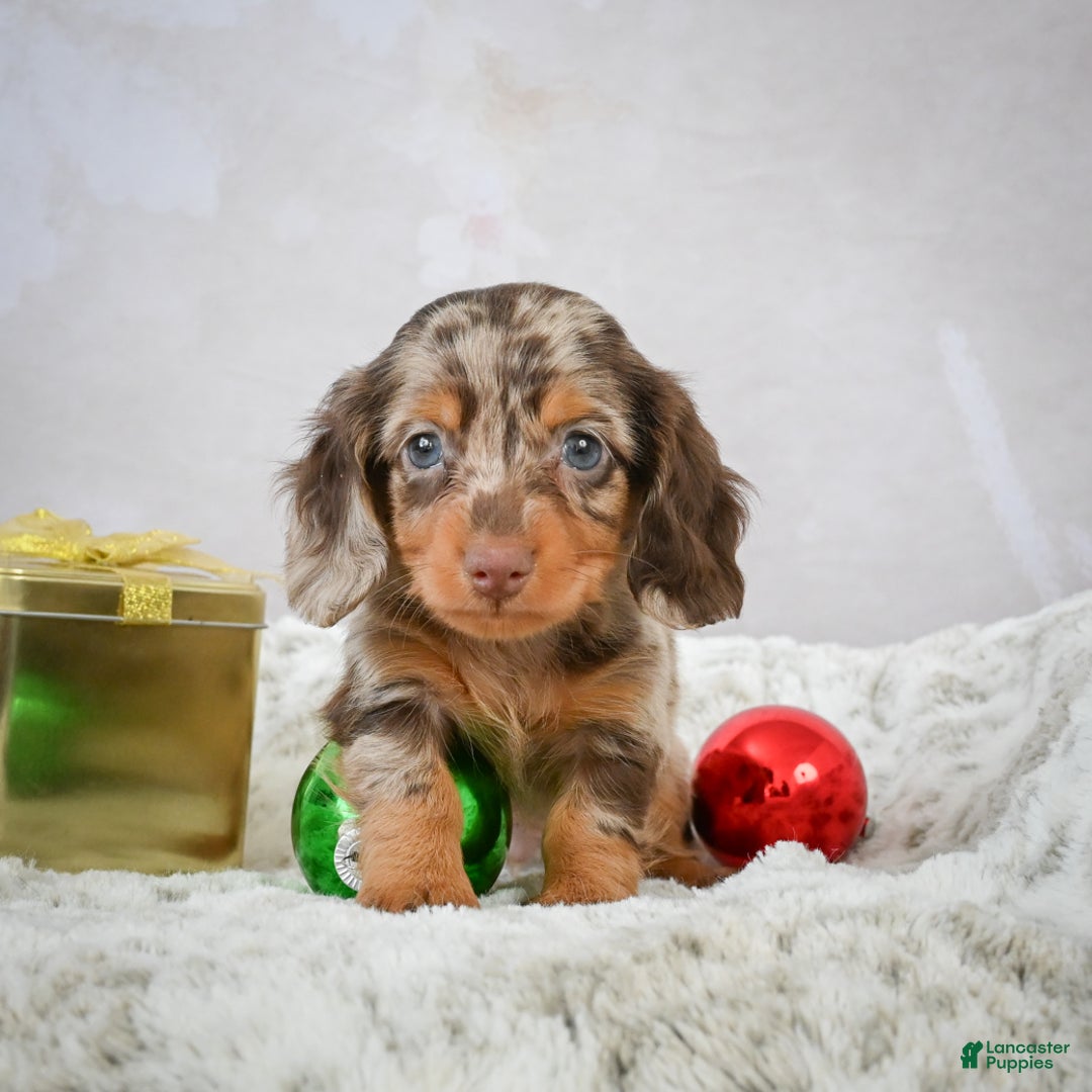 Miniature Dachshund dogs for sale: Parker - Ad 6