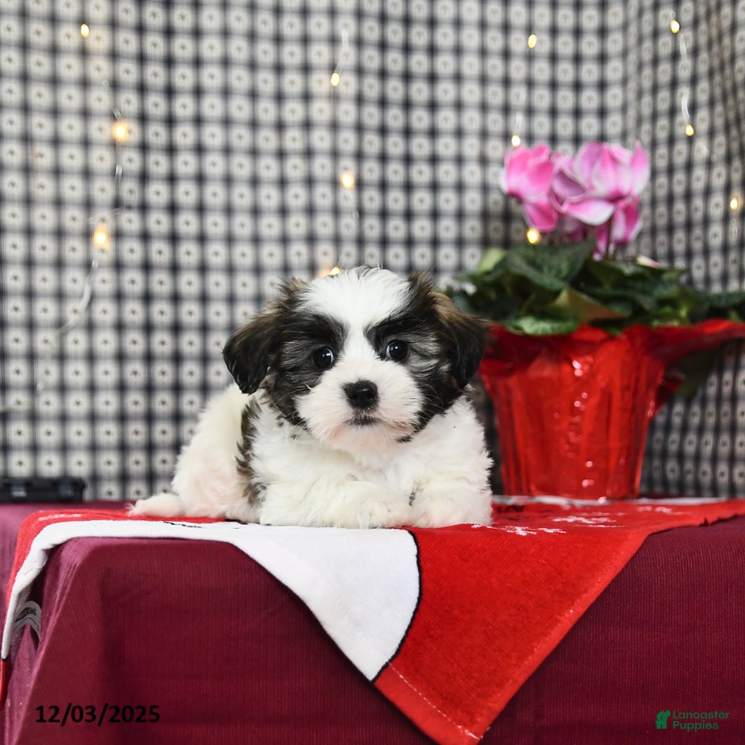 Malshi dogs for sale: Holly - Ad 3